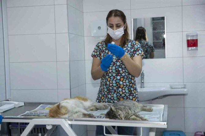 Seyhan’da Bin 236 Sokak Kedisini Ücretsiz Olarak Kısırlaştırdı