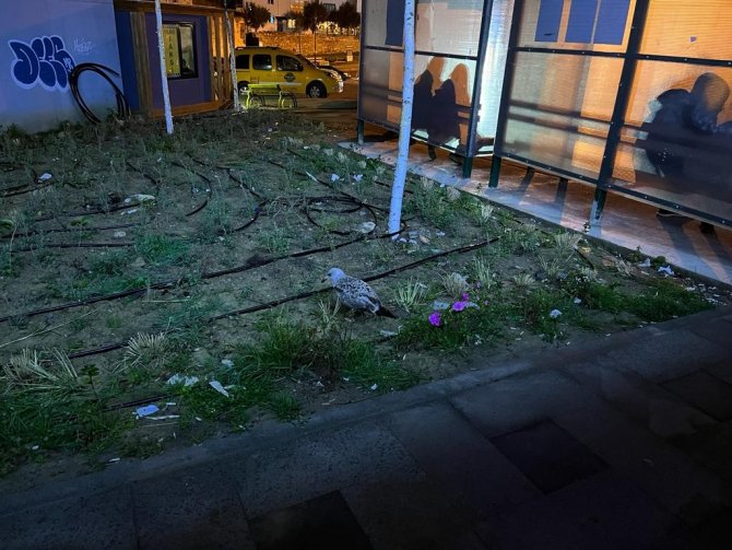 Yaralı Halde Bulunan Martı Tedavi Altına Alındı