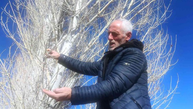 Ocak Ayında Ağaçlar Yeşerdi