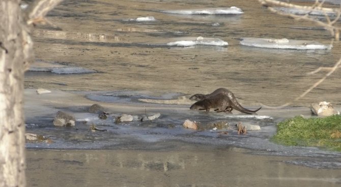 Kars’ta Su Samurları Görüntülendi