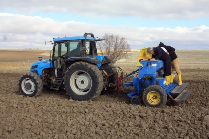 Yozgat’ta İlk Kez Kişniş Ekimi Yapıldı
