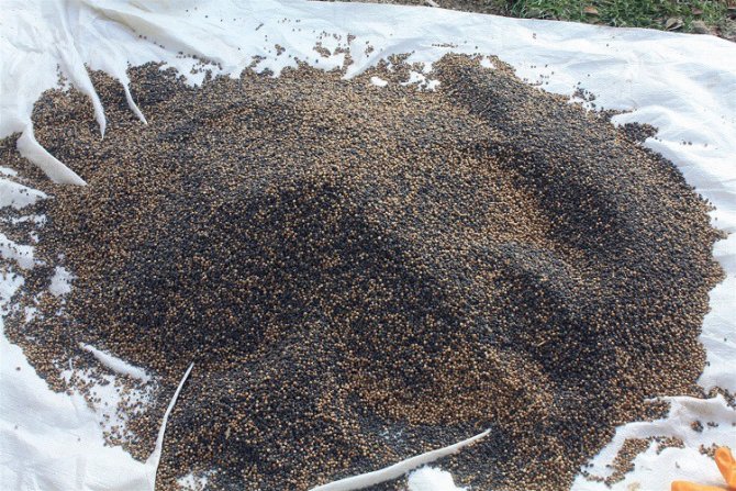 Yozgat’ta İlk Kez Kişniş Ekimi Yapıldı