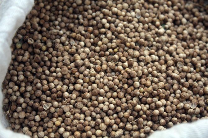 Yozgat’ta İlk Kez Kişniş Ekimi Yapıldı