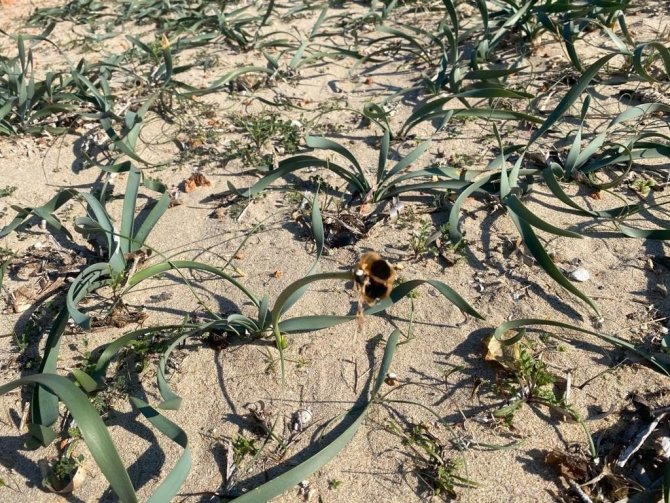 Jandarmadan “Endemik Tür” Devriyesi