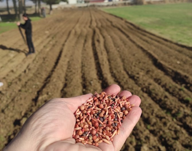 Öğrencilerin Diktiği Arpa Ve Yem Bitkileri Okullarına Gelir Olacak