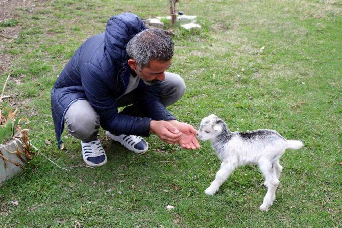 Annesini Ayı Yiyen Oğlak Tesadüfen Hayata Tutundu