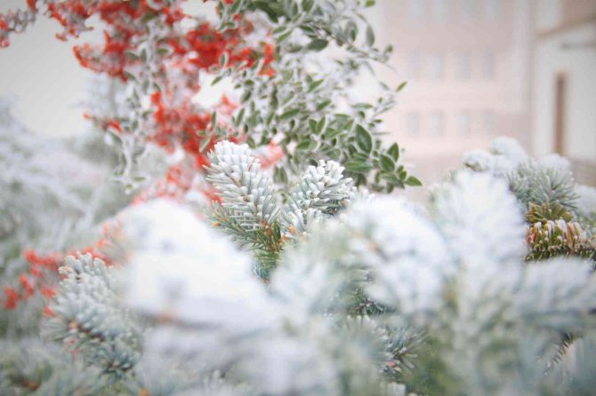 Elazığ’da Kırağı Ve Don Etkili Oldu