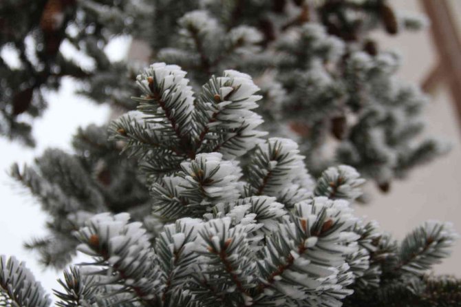 Elazığ’da Kırağı Ve Don Etkili Oldu