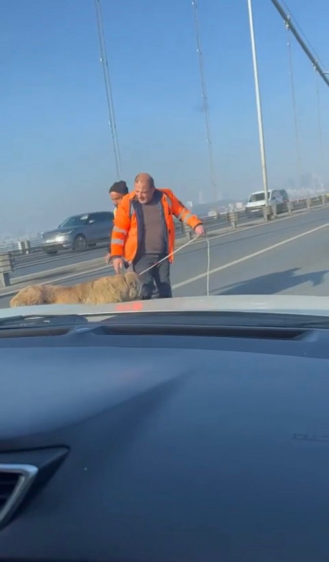 15 Temmuz Şehitler Köprüsünde Sokak Köpeğini Görenler Şaşkınlığını Gizleyemedi