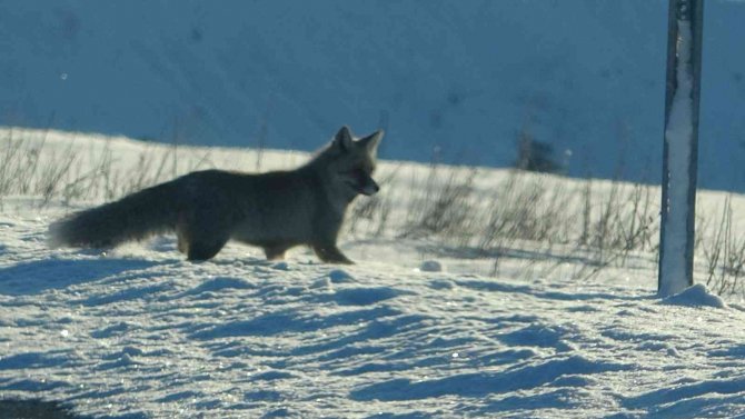 Kara Yoluna İnen Tilki Kameralara Yansıdı
