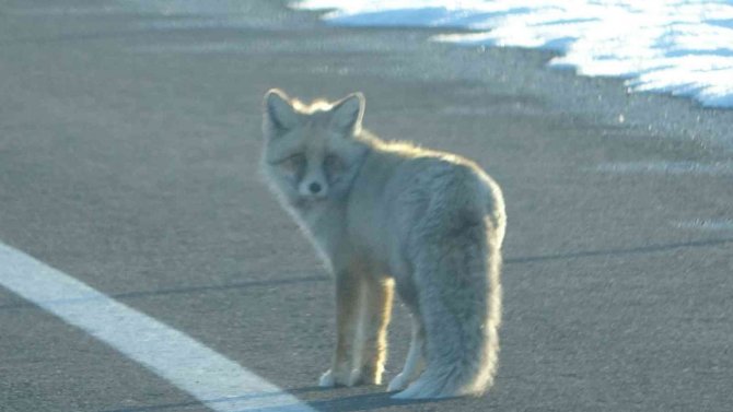 Kara Yoluna İnen Tilki Kameralara Yansıdı