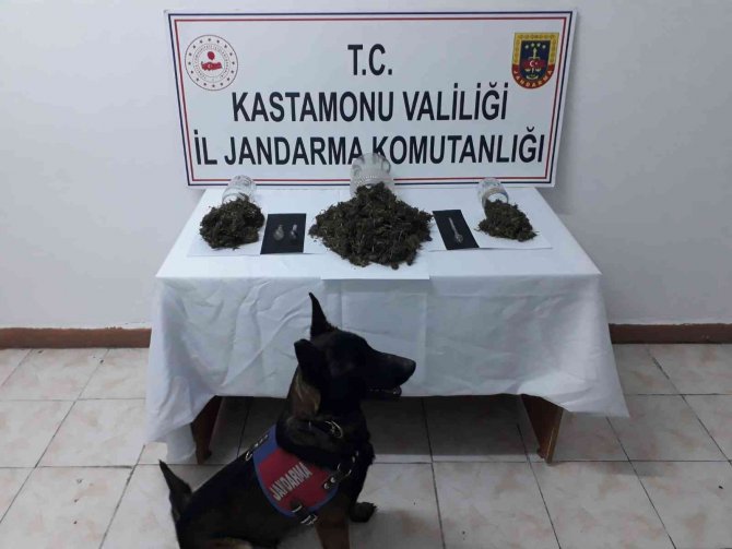 Turşu Bidonu Ve Kavanozlara Esrar Zulalayan Şahıs Jandarmadan Kaçamadı