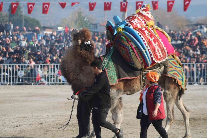 Gelin Gibi Süslenen Milyonluk Develer Arenada Boy Gösteriyor
