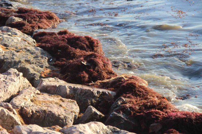 İ̇zmit Körfezi Sahil Şeridi Kırmızı Yosunla Kaplandı