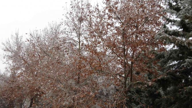 Malatya’da Kırağı Kartpostallık Görüntüler Oluşturdu