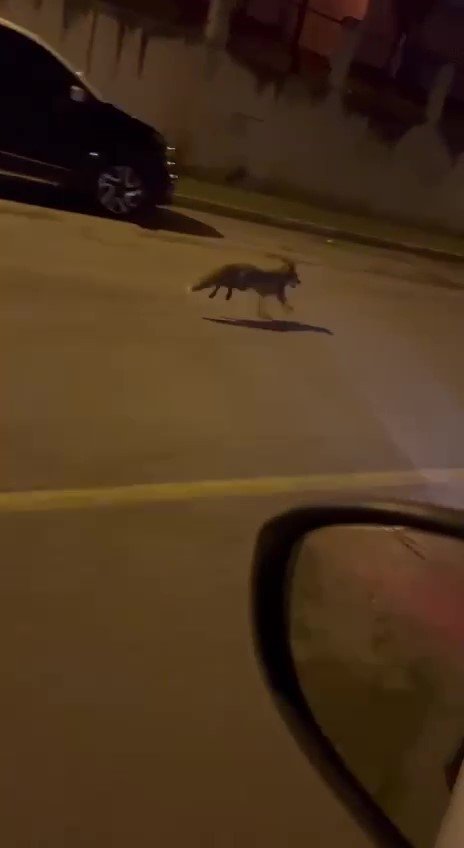 Aç Kalan Tilki Pendik’e İndi