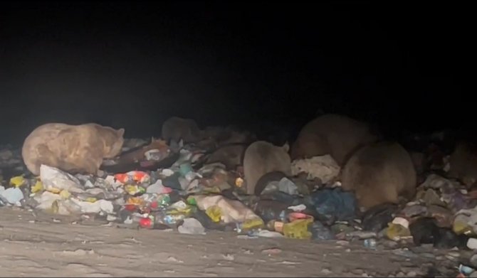 Sarıkamış’ta Boz Ayılar Kış Uykusunu Unuttu