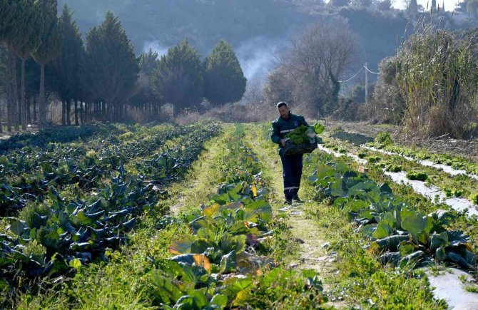 Kuşadası Adabahçe’de Kış Hasadı Başladı