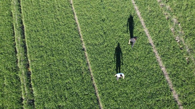 Buğday Tarlalarında Yaz Sıcağı Tehdidi