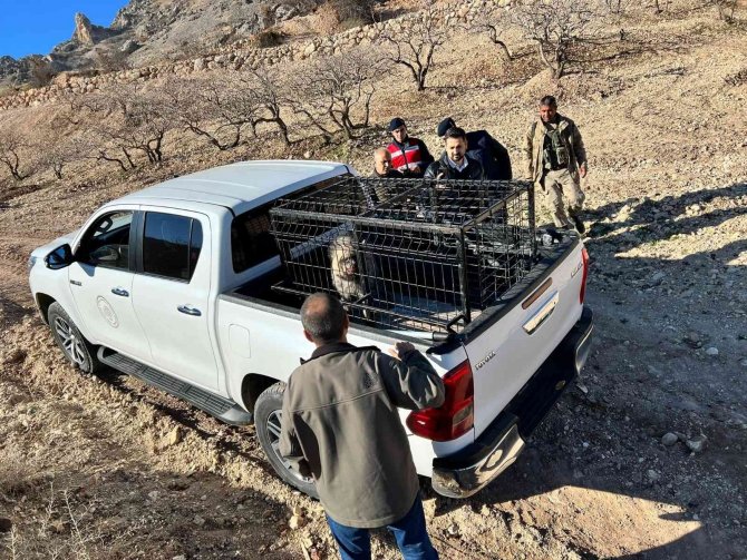 Çizgili Sırtlan Traktör Sürücüsüne Yolda Eşlik Etti