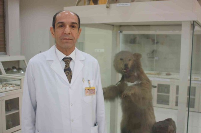 İ̇klim Krizi Ayıları Kış Uykusuna Yatırmıyor