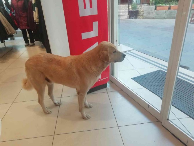 İ̇şletmenin Sürekli Müşterisi Olan Sevimli Köpek