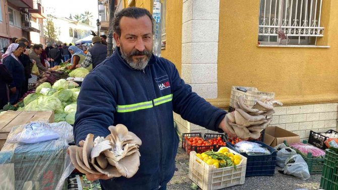 Kırmızı Etin Alternatifi İstiridye Mantarına İlgi Arttı