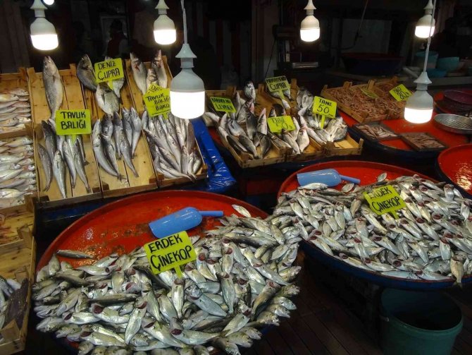 Hamsi Balığı Yağlandı, Izgaralık Oldu