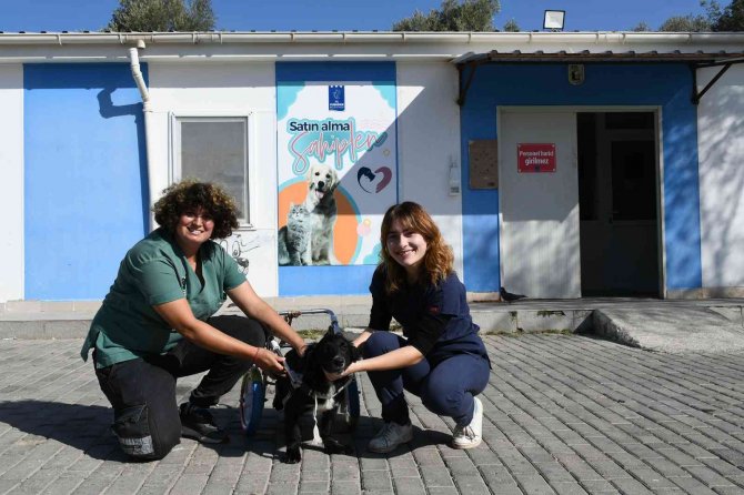 Fizik Tedavi Sonrası Yürüteçle Yürümeye Başlayan Karam, Sıcak Yuvasına Kavuştu