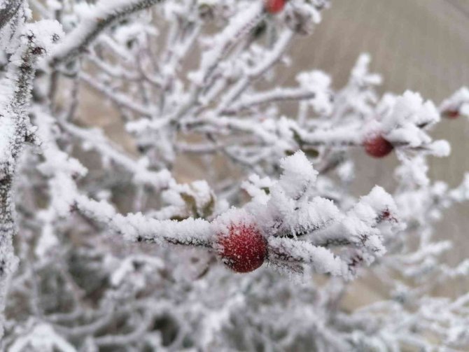 Elazığ’ın Bir İlçesinde Kırağı Ve Don Etkili Oldu