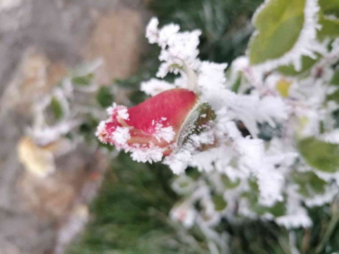 Elazığ’ın Bir İlçesinde Kırağı Ve Don Etkili Oldu