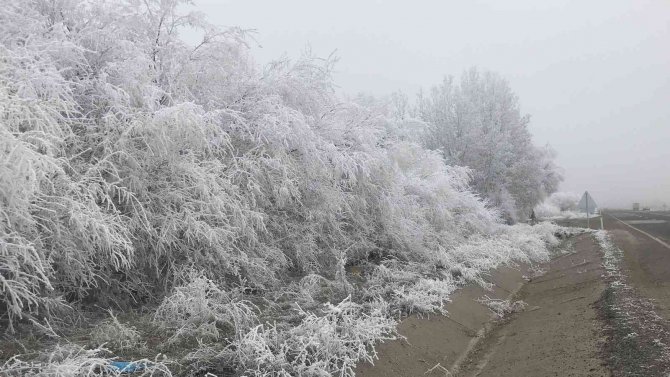 Elazığ’da Kırağı Ağaçları Beyaza Bürüdü