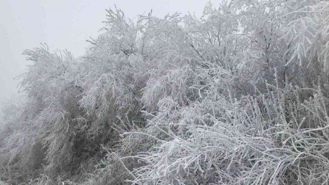 Elazığ’da Kırağı Ağaçları Beyaza Bürüdü