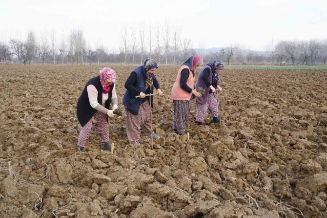75 Yıl Sonra Dede Topraklarına Döndü, Miras Kalan Arazileri Lavantayla Buluşturdu