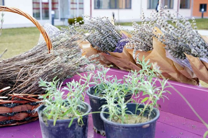 75 Yıl Sonra Dede Topraklarına Döndü, Miras Kalan Arazileri Lavantayla Buluşturdu