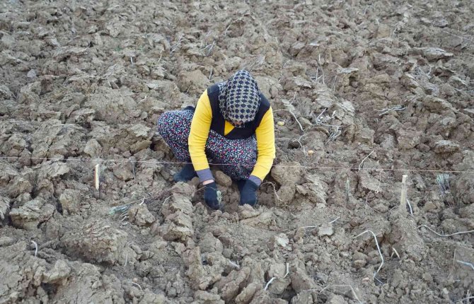 75 Yıl Sonra Dede Topraklarına Döndü, Miras Kalan Arazileri Lavantayla Buluşturdu