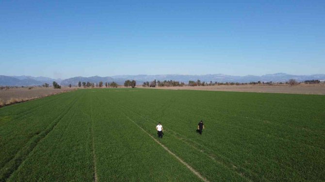 Buğday Tarlalarında Yaz Sıcağı Tehdidi