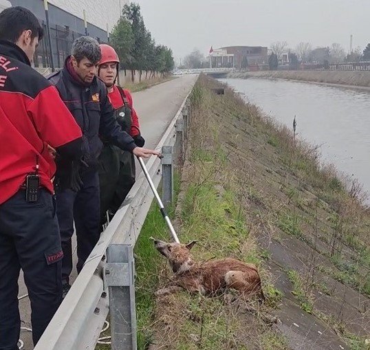 Dereye Düşen Köpeği İtfaiye Ekipleri Son Anda Kurtardı