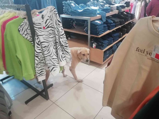 İ̇şletmenin Sürekli Müşterisi Olan Sevimli Köpek