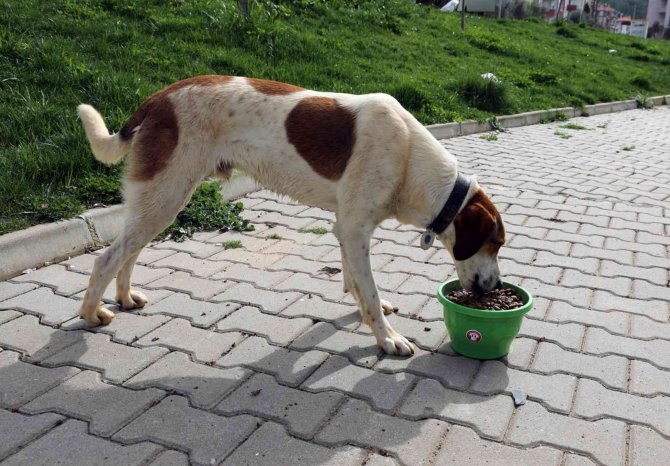 Menteşe Belediyesi Sokaktaki Can Dostları Unutmadı