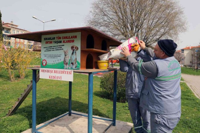 Menteşe Belediyesi Sokaktaki Can Dostları Unutmadı