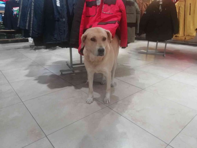 İ̇şletmenin Sürekli Müşterisi Olan Sevimli Köpek