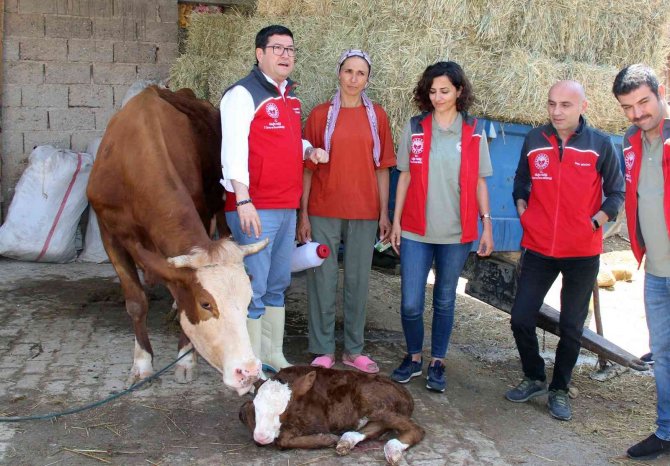 ‘Buzağına Sahip Çık’ Projesi 13 İlçede Uygulanacak