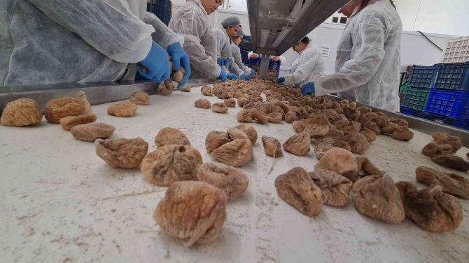 Örkoop İlk İhracatını İncirle Yaptı