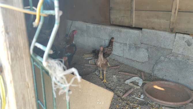 Güvercinlerini Satarak Aldığı Tavuklarla Yumurta Üretimine Başladı