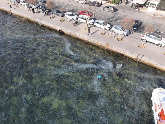 İ̇stanbul Boğazı’nda Deniz Anası İstilası