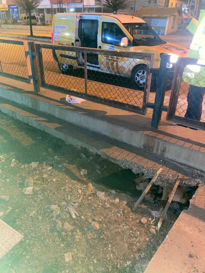 Soğukta Yedi Yavrusuyla Kaldırım Kenarına Sığındı, Yardımına Belediye Ekipleri Koştu