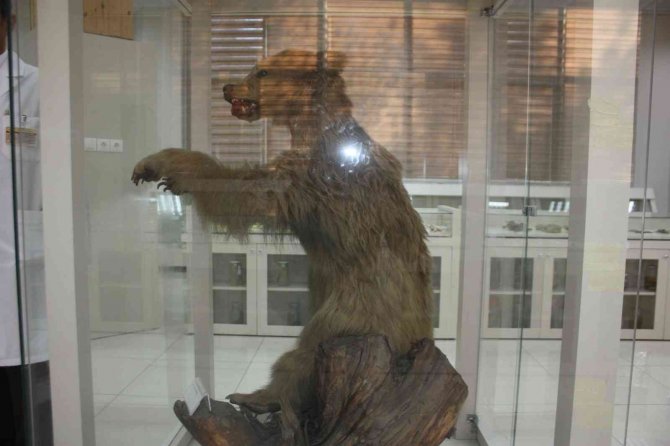 İ̇klim Krizi Ayıları Kış Uykusuna Yatırmıyor