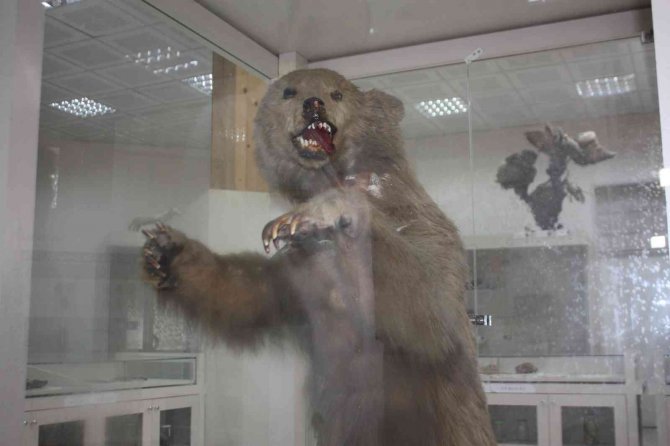 İ̇klim Krizi Ayıları Kış Uykusuna Yatırmıyor