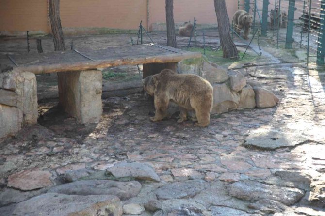 Gaziantep’te Ayılar Kış Uykusunu Unuttu